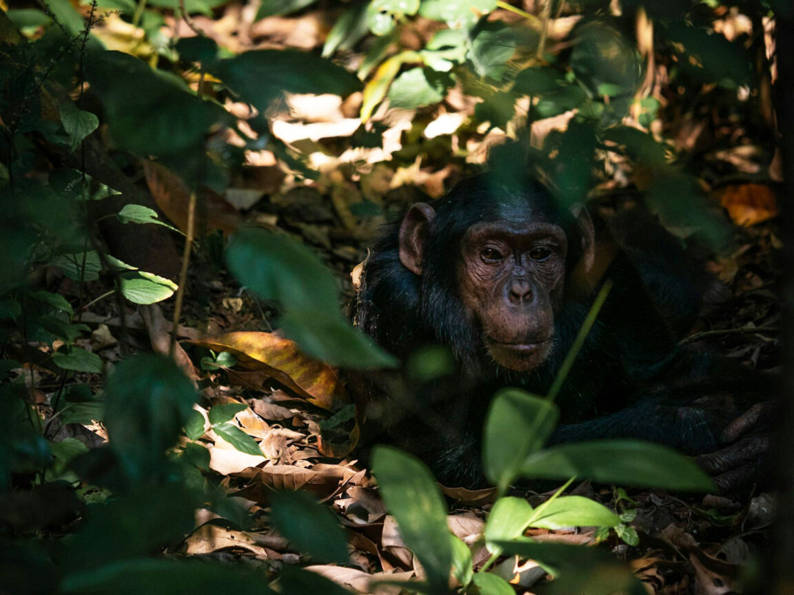 {{brizy_dc_image_alt entityId=